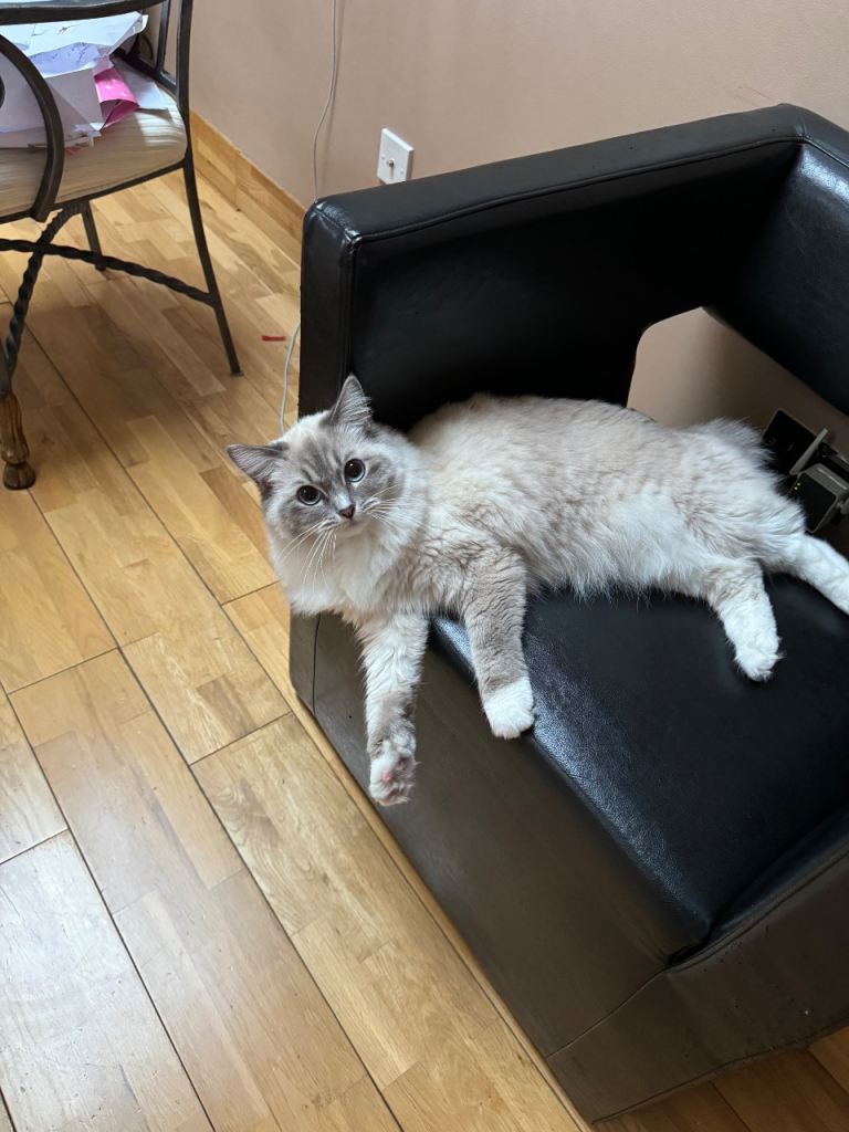 Female Ragdoll Cat – Indoor, Neutered, Vaccinated – Loving Home Needed