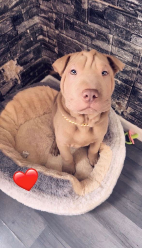 Chinese Shar Pie for sale 