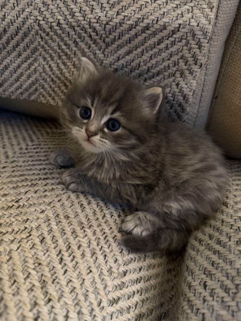 Silver Tabby Maine Coon cross