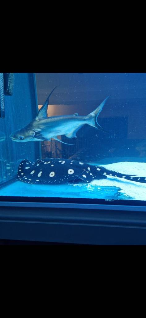 Hifin pangasius paroon shark 