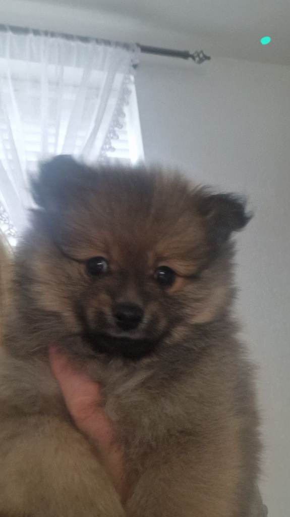 Puppy pomeranian