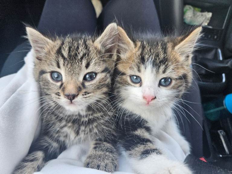 2 long hair fluffy cute kittens