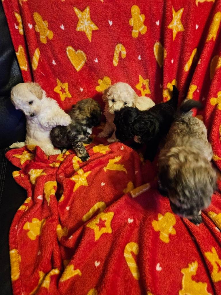 Poochon pups 5girls 4boys