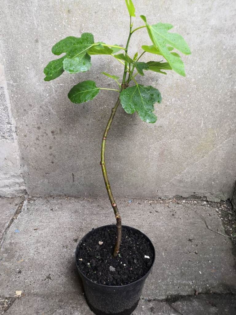 Fig Brown Turkey tree