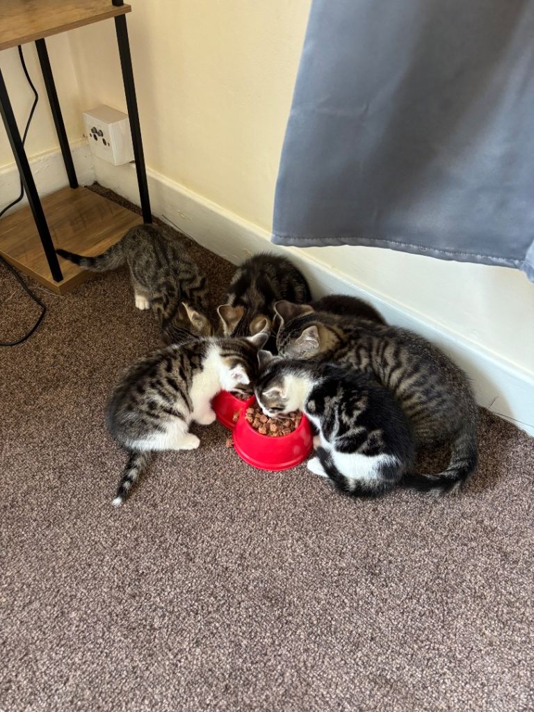 Bengal mix 