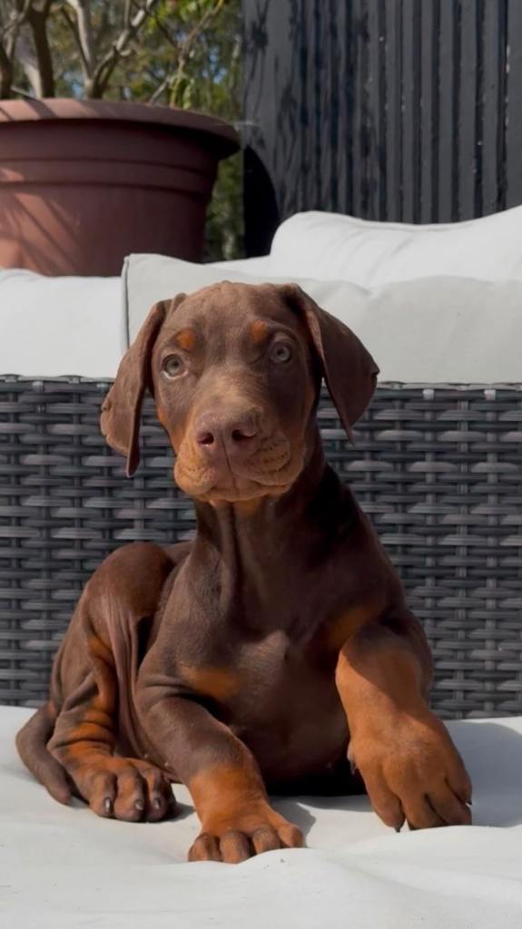 European Dobermans 