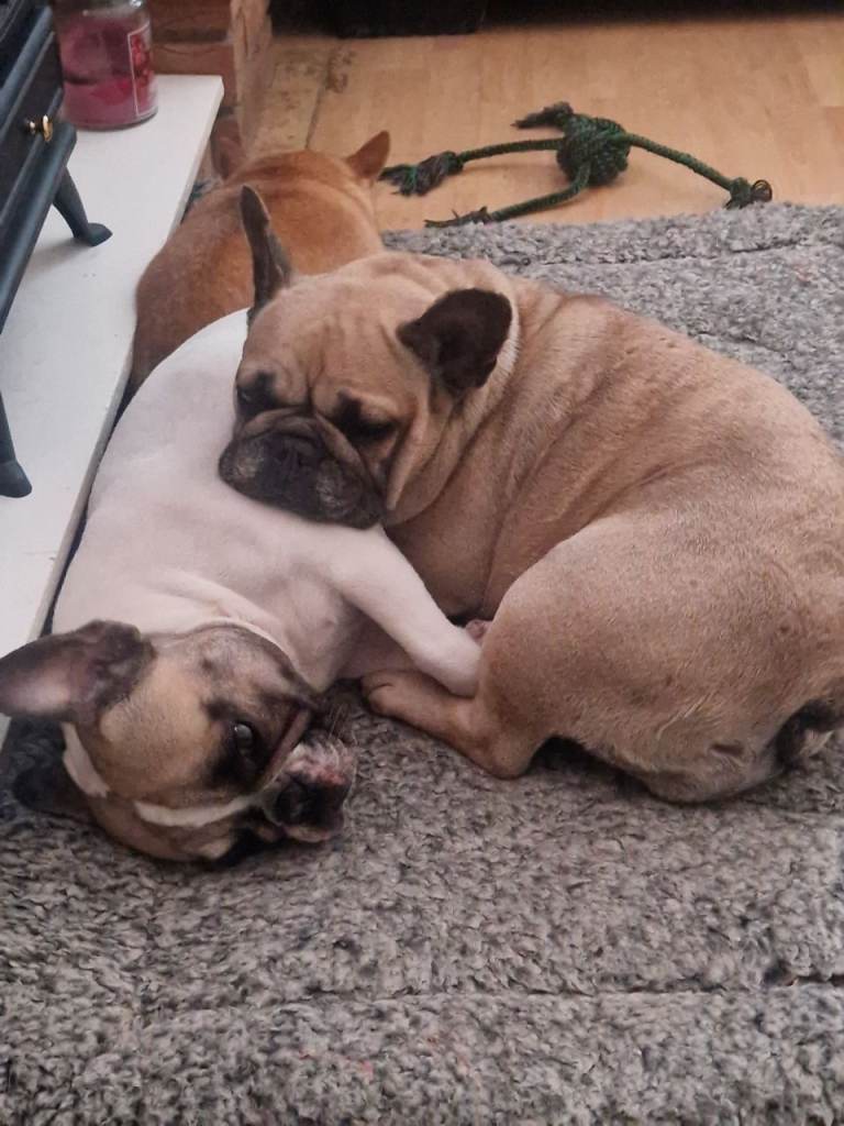 2 frenchie  (mother and daughter) 
