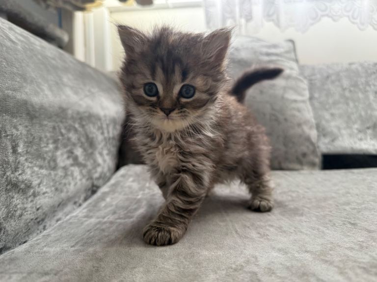 Persian Doll-face Cross Kittens — Available Now