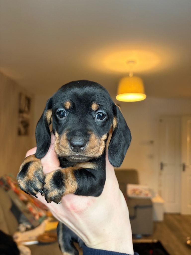 Beautiful dachshund puppies for sale