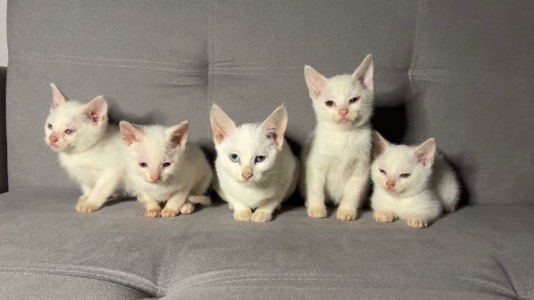 X5 Purebred Turkish Angora kittens - Ready to leave