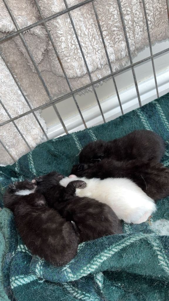 1 kittens keft