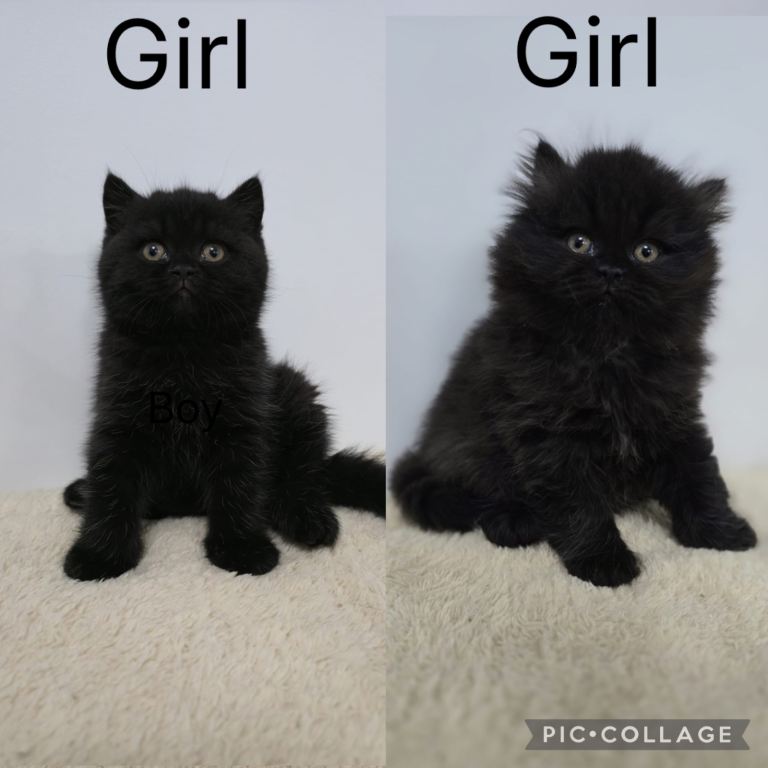 READY TO LEAVE British Shorthair & Longhair Kittens