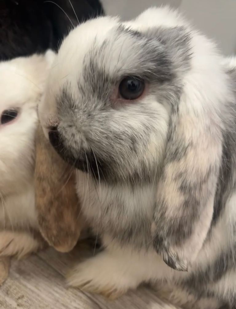 Male and female mini lops