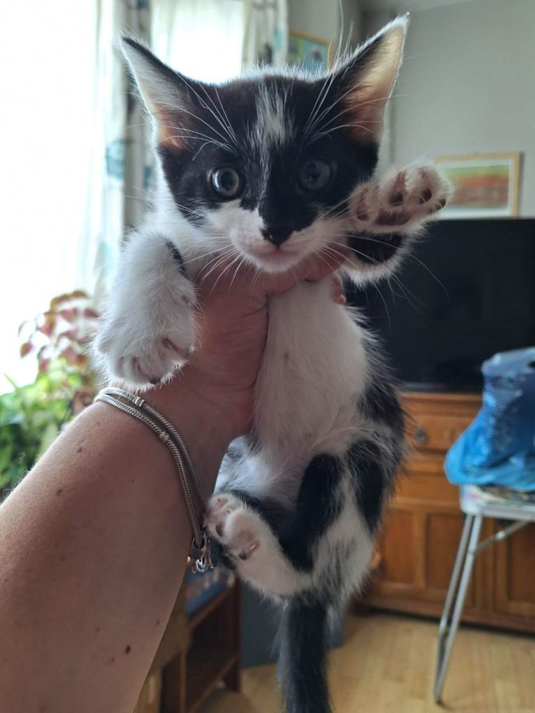 Kitten 