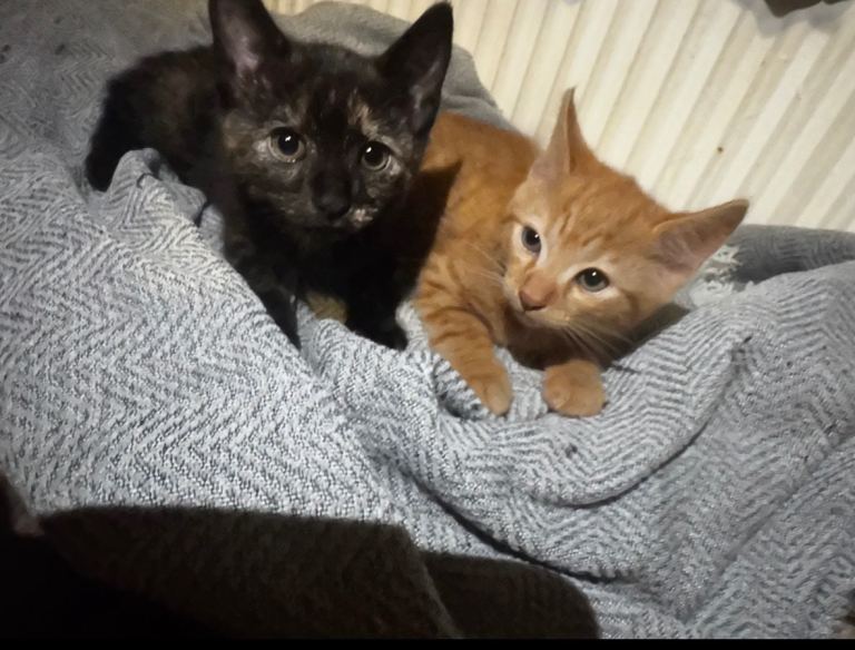 Two kittens to go together❤️