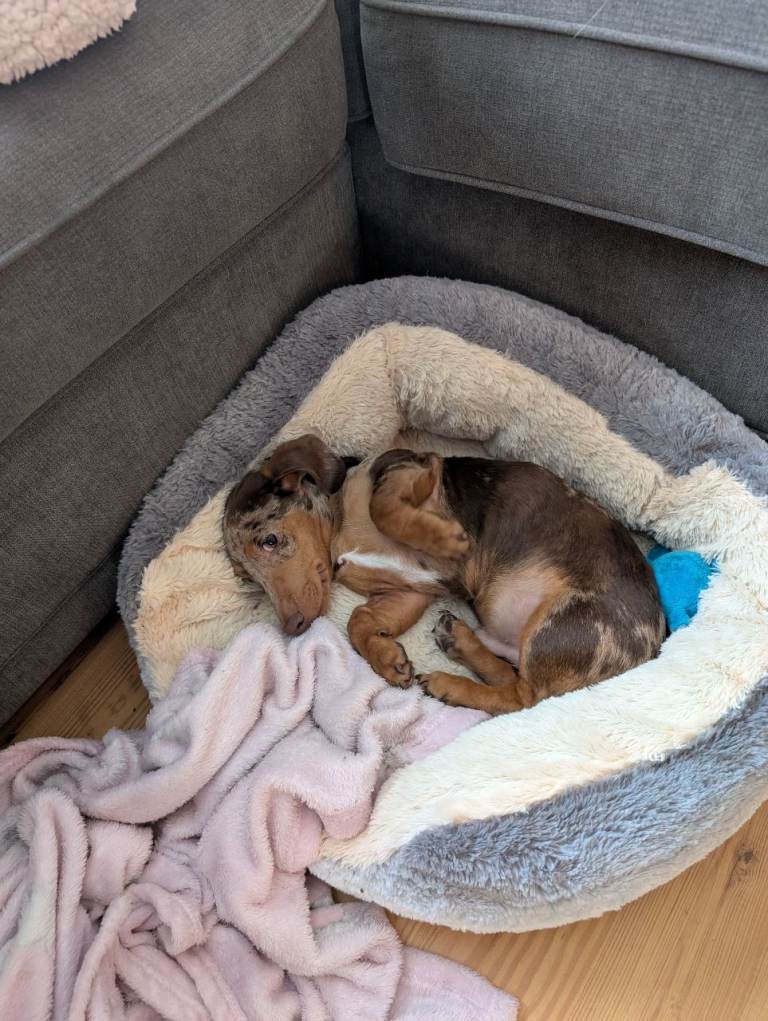 Miniature dachshund pup