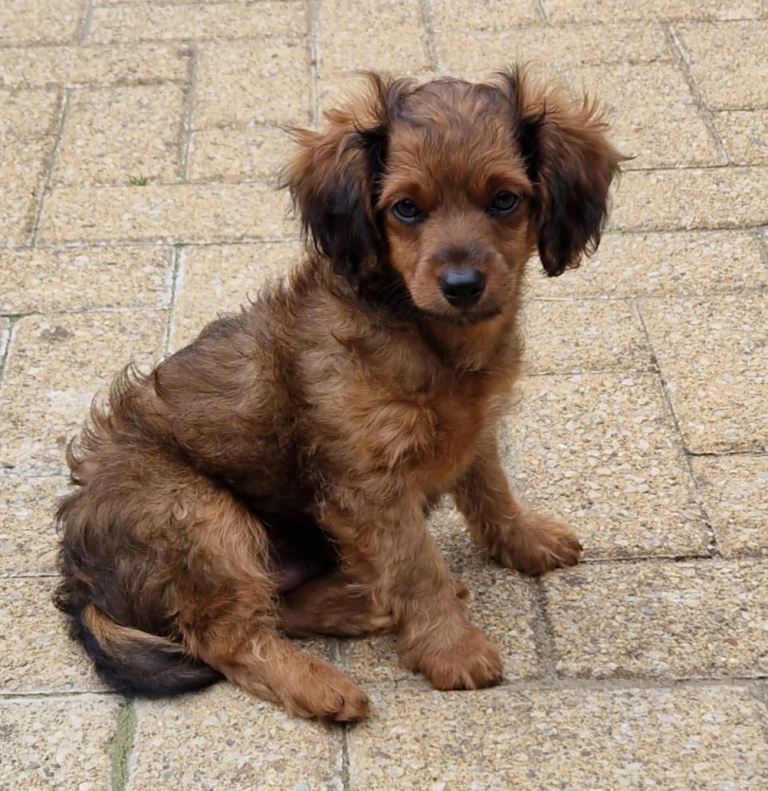 Last Cavapoochon Pup READY NOW