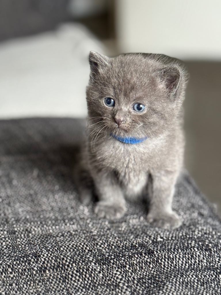 British shorthair kittens 