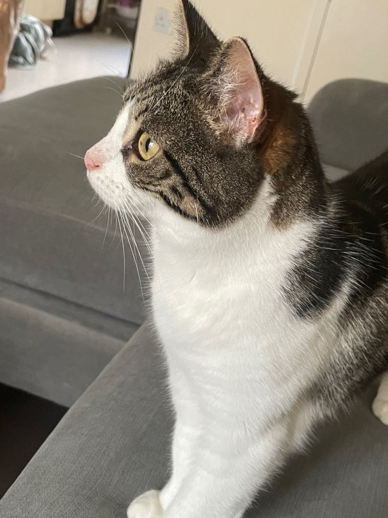 Female cat - Collection Only