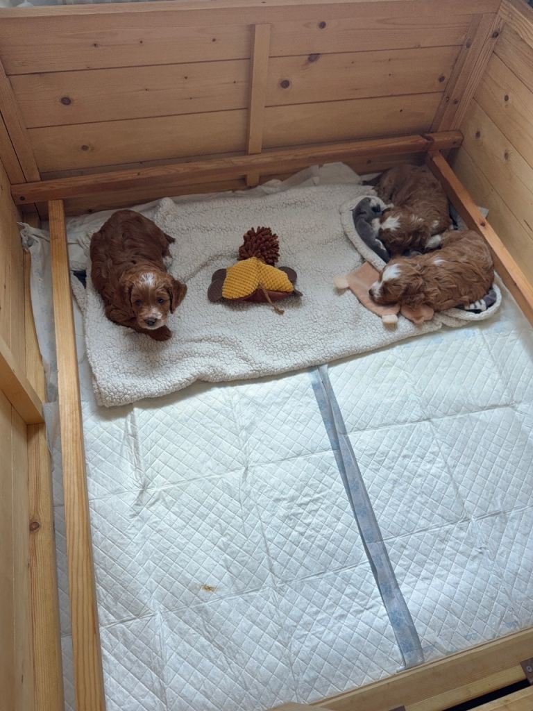 F1 Cockapoo puppies 2 girls left