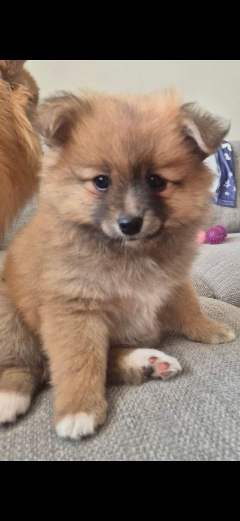 1 Female Pomeranian Ready to leave