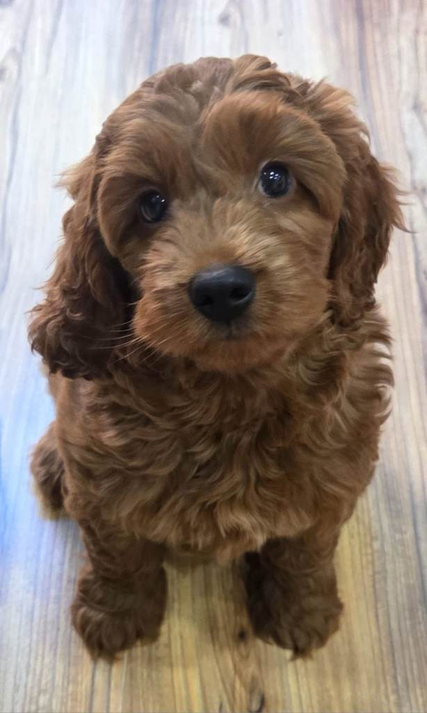 1 cockapoo F1b boy left 