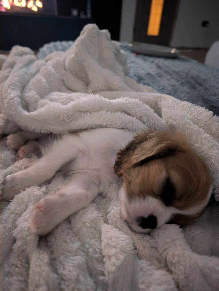 KC registered cavalier king Charles puppy girl