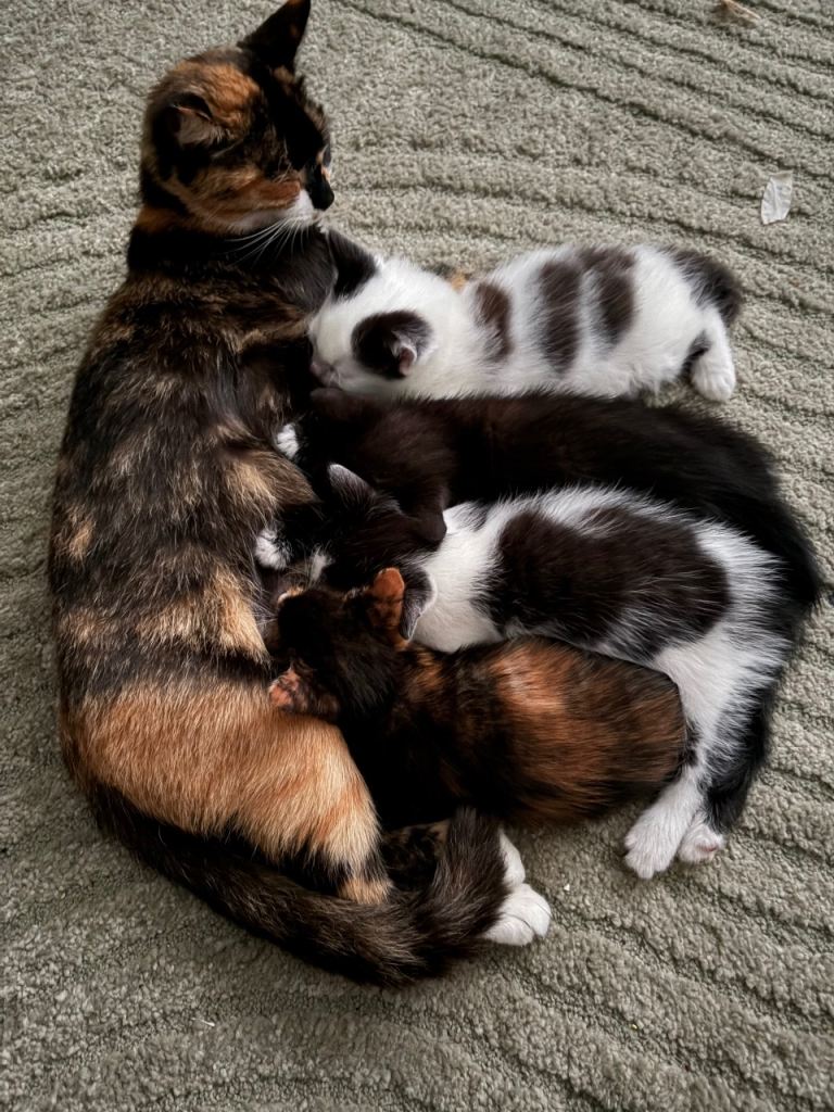Kittens