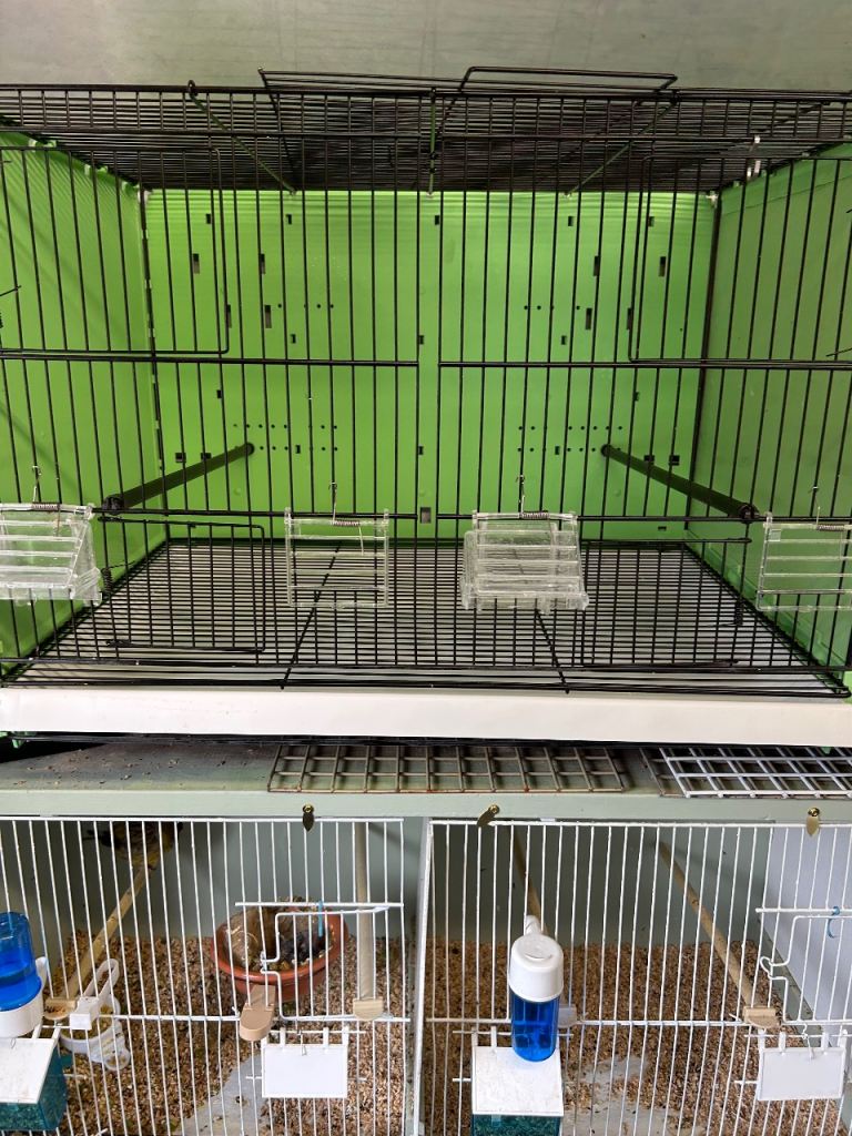 Bird cages for sale 