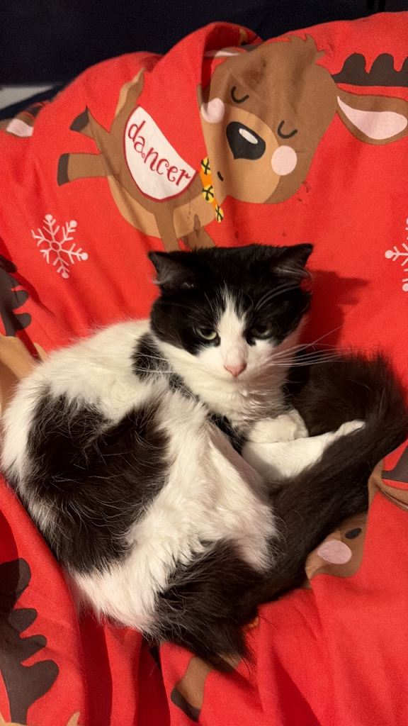Young adorable female cat 