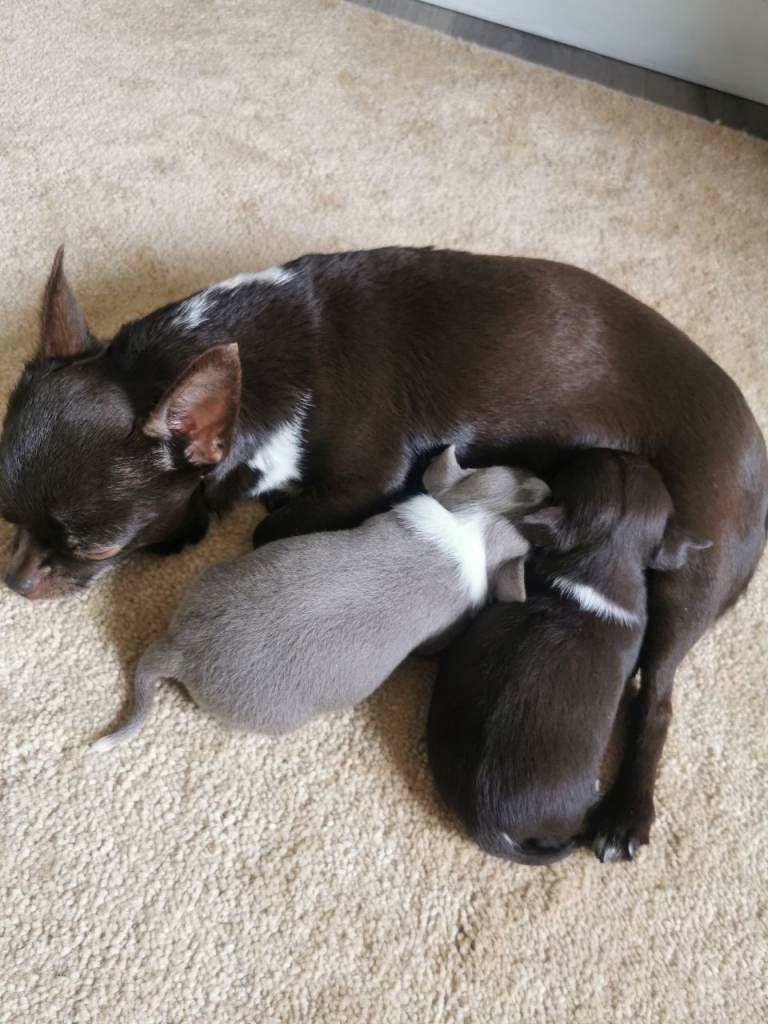 KC registered Chihuahua puppies 1 male 1 female 