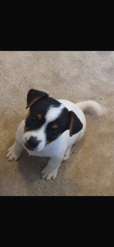 Jack russell puppy
