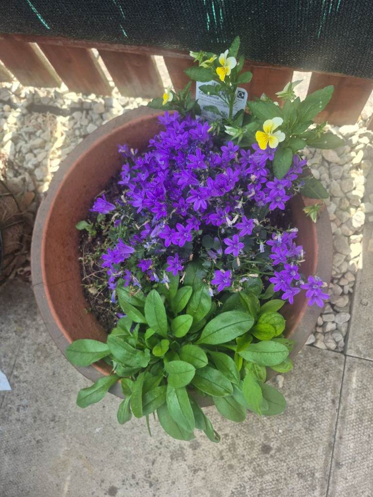 Large Terracotta Garden Planter with Live Flowers