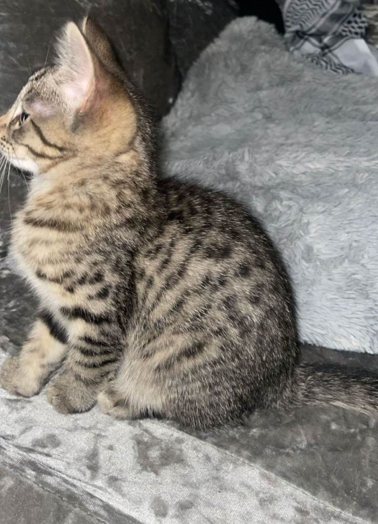 Female Kitten - Ready to leave