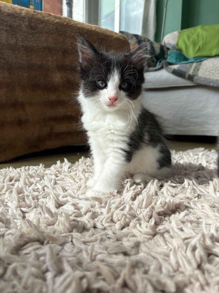 Part rag doll Black and white kittens and one calico