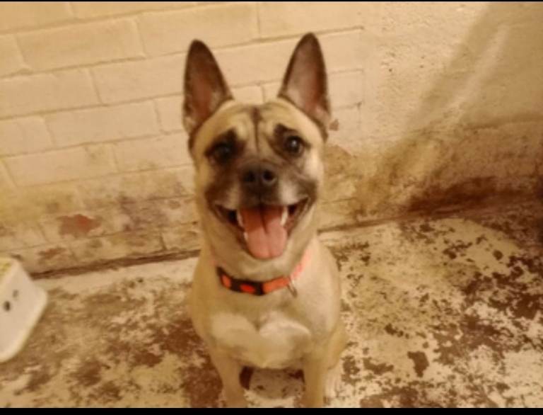 Female dog pug Cross Ankita in Hornsea