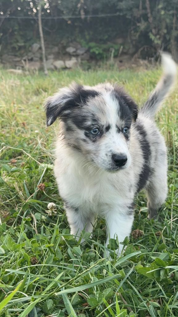 Welsh collie merle puppies 