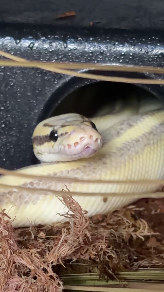 ball python + full set up 