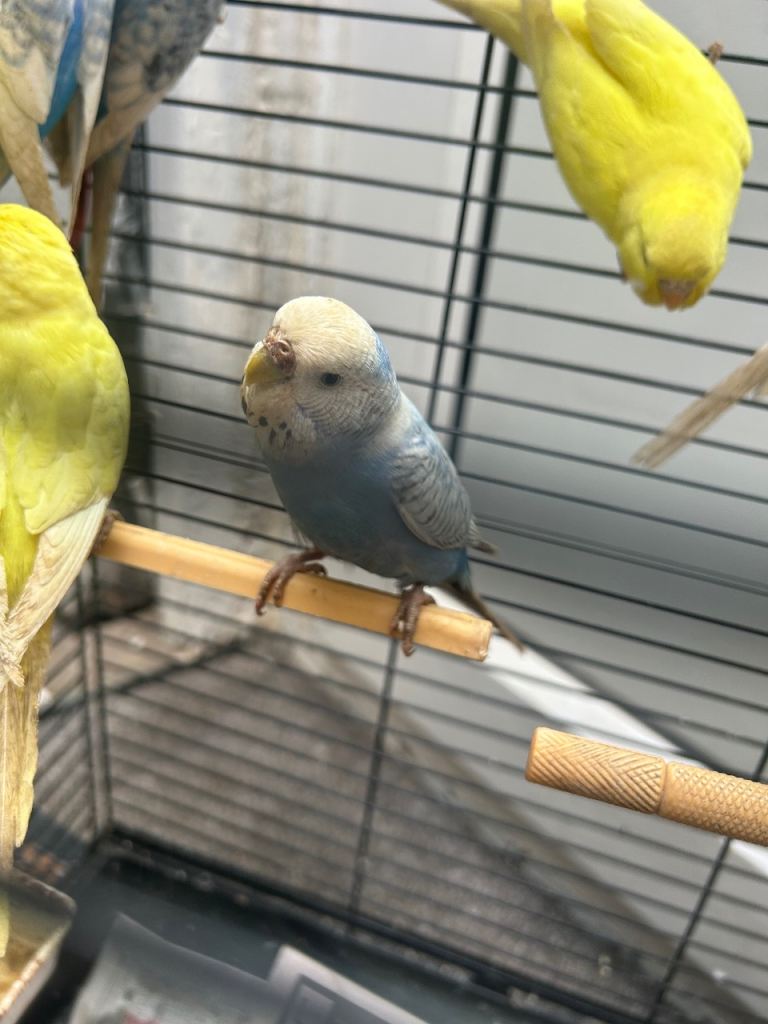 Budgies Lowestoft 