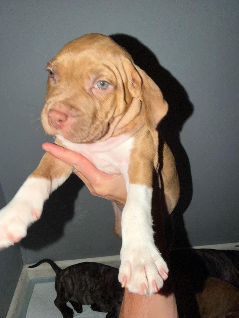 Puppies for sale 