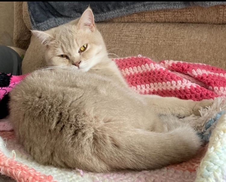 British Shorthair Female