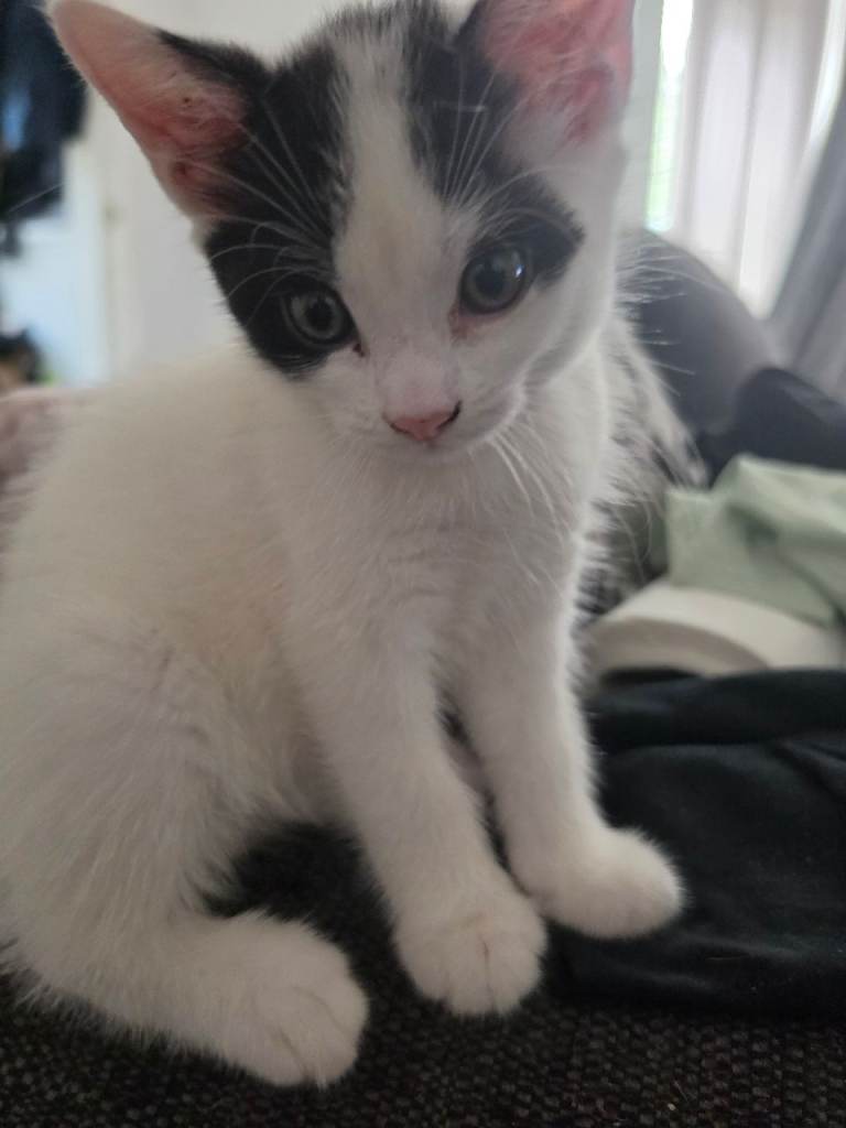 Four georgous kittens looking for their forever home