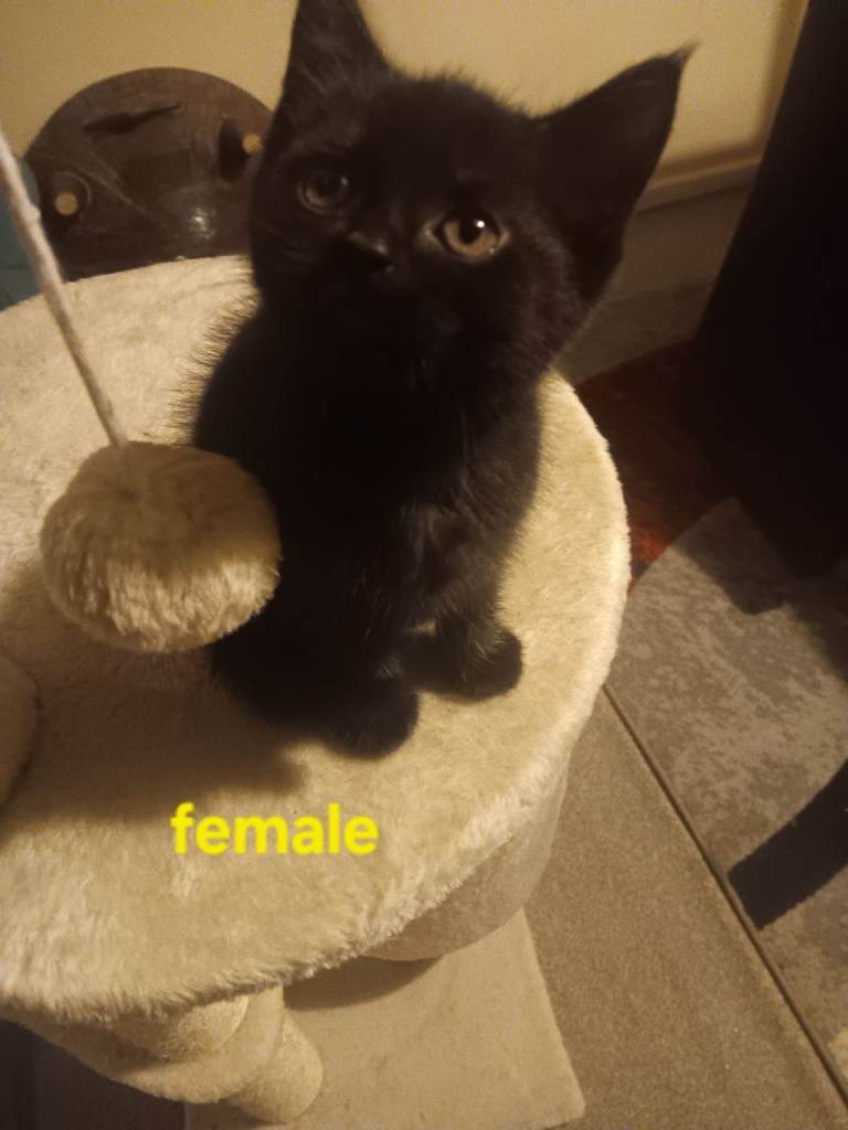 Adorable kittens