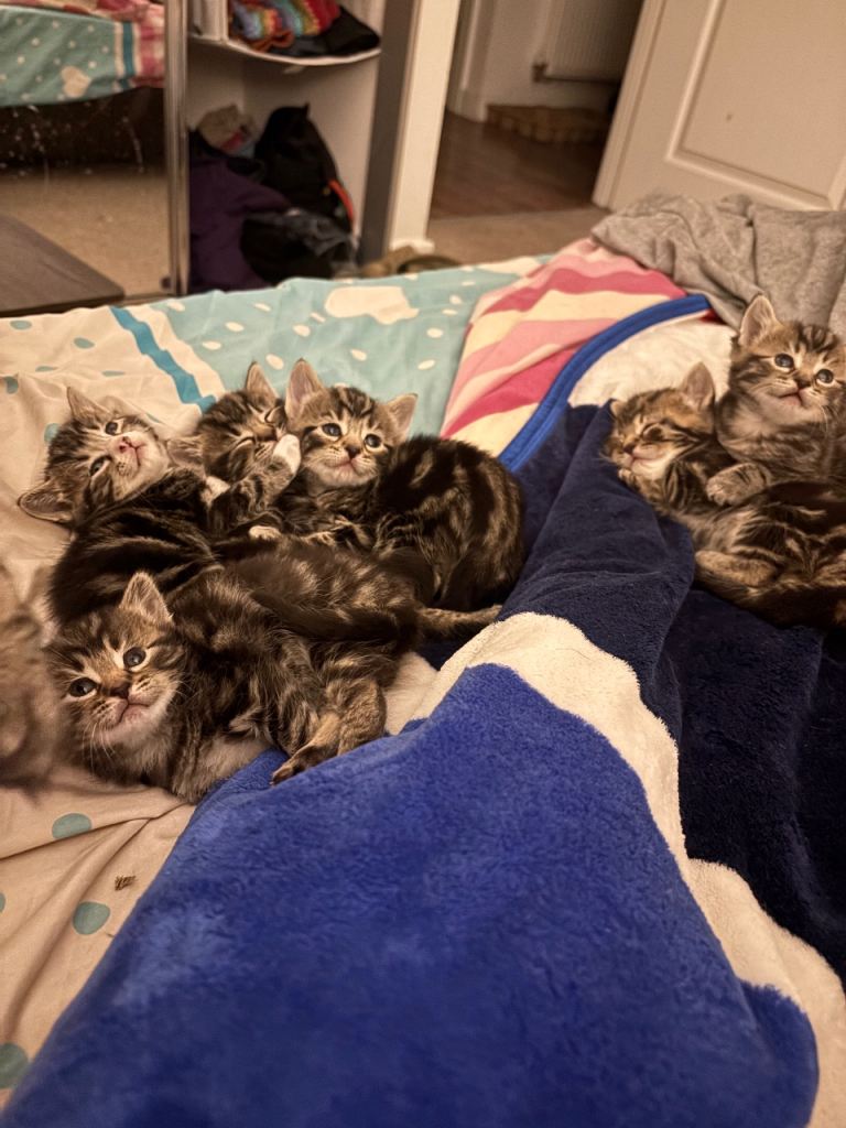 Six Beautiful Tabby Kittens