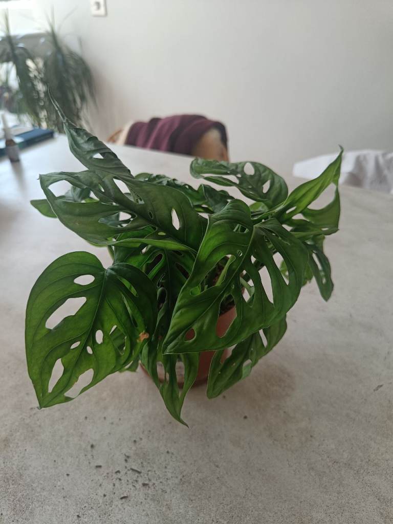 Monstera Adansonii – Beautiful Swiss Cheese Plant 🌿 Healthy & Full