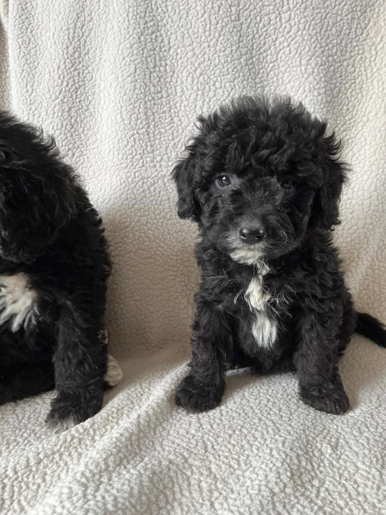 Border collie x poodle puppies (Bordoodle) - 4 girls 