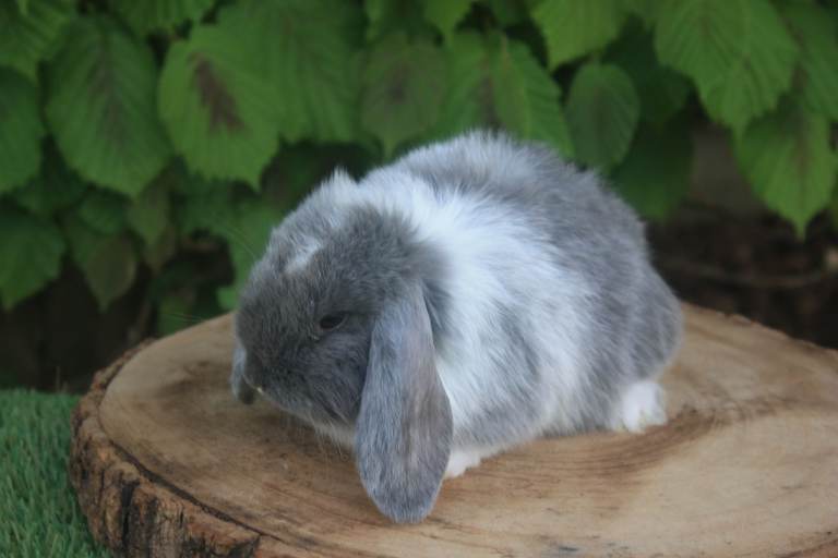 Mini lop baby rabbits 