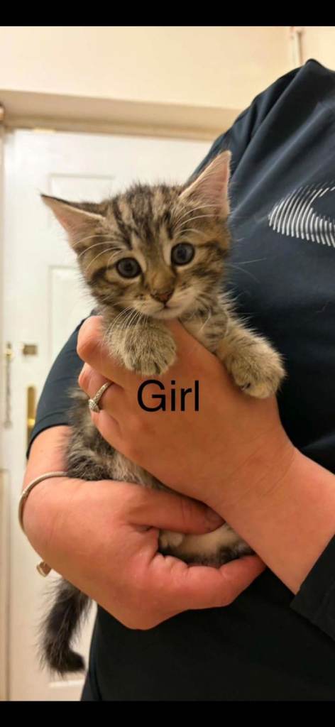 Kittens for sale