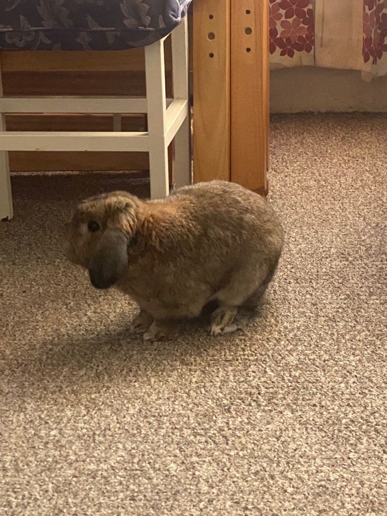 Rabbit 