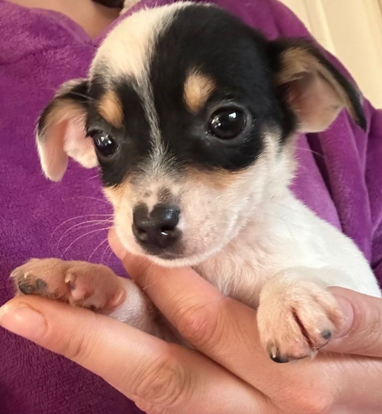 Mixed litter rough and smooth coat short legged Jack Russell puppies